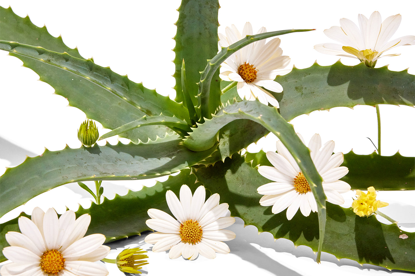 5 Reasons You Should Be Using Organic Skin Care With Aloe Vera