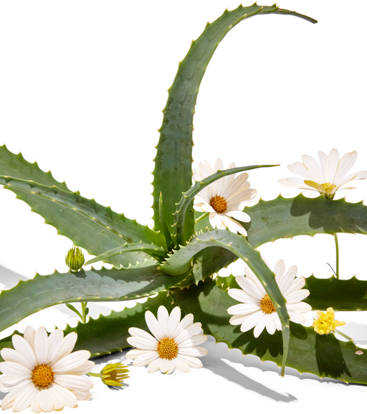5 Reasons You Should Be Using Organic Skin Care With Aloe Vera